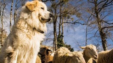 What to do if you meet a Patou sheepdog in the mountains | OVO Network